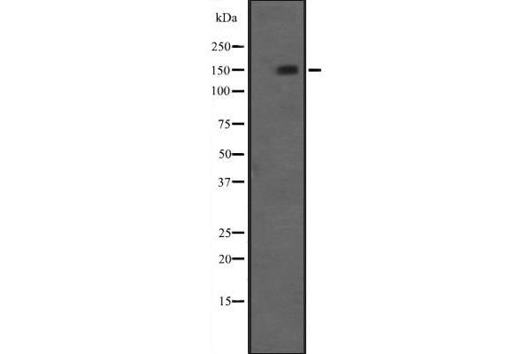 NRIP1 antibody  (C-Term)