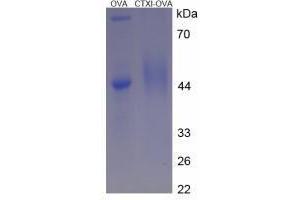 Image no. 3 for Cross-Linked C-Telopeptides of Type I Collagen (CTX-I) peptide (Ovalbumin) (ABIN5666106) (Cross-Linked C-Telopeptides of Type I Collagen (CTX-I) peptide (Ovalbumin))