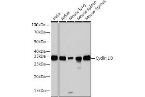Western blot analysis of extracts of various cell lines, using Cyclin D3 Rabbit mAb (ABIN1681042, ABIN3018381, ABIN3018382 and ABIN7101605) at 1:1000 dilution. (Cyclin D3 antibody)