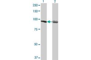 Western Blot analysis of AMPD2 expression in transfected 293T cell line by AMPD2 monoclonal antibody (M05), clone 3C5. (AMPD2 antibody  (AA 86-185))