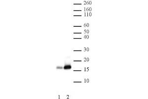 Histone H2B acetyl Lys16 pAb tested by Western blot. (Histone H2B antibody  (acLys16))
