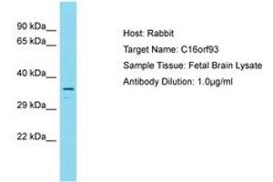 Image no. 1 for anti-Chromosome 16 Open Reading Frame 93 (C16ORF93) (C-Term) antibody (ABIN6750723)