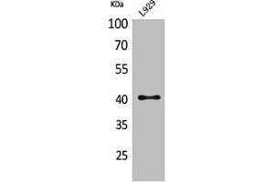 Western Blot analysis of L929 cells using CKR-4 Polyclonal Antibody (CCR4 antibody  (N-Term))