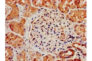 IHC image of ABIN7170573 diluted at 1:800 and staining in paraffin-embedded human kidney tissue performed on a Leica BondTM system. (S1PR3 antibody  (AA 303-378))