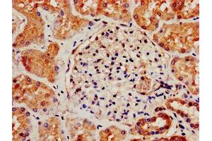 IHC image of ABIN7170573 diluted at 1:800 and staining in paraffin-embedded human kidney tissue performed on a Leica BondTM system.