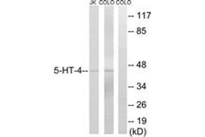 Western blot analysis of extracts from Jurkat/COLO205, using 5-HT-4 Antibody. (Serotonin Receptor 4 antibody  (AA 21-70))