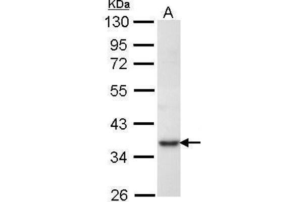 PRPS1 antibody