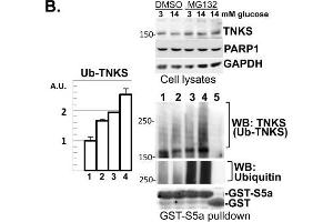 Western Blotting (WB) image for anti-Glyceraldehyde-3-Phosphate Dehydrogenase (GAPDH) antibody (ABIN2857072)