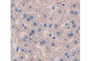 IHC-P analysis of Mouse Tissue, with DAB staining. (Pleiotrophin antibody  (AA 33-168))