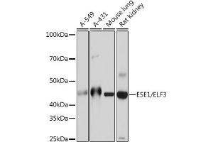 Western blot analysis of extracts of various cell lines, using ESE1/ELF3 Rabbit mAb (ABIN7266885) at 1:1000 dilution. (ELF3 antibody)