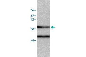 Western blot analysis of SW480 whole cell lystae with CAPZA2 monoclonal antibody, clone 40  at 1:500 dilution.