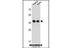 Western blot analysis in HepG2,A549 cell line lysates (35ug/lane). (ERLIN1 antibody  (AA 244-273))