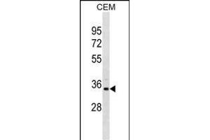 PRPS1L1 Antibody (N-term) (ABIN1881688 and ABIN2838715) western blot analysis in CEM cell line lysates (35 μg/lane). (PRPS1L1 antibody  (N-Term))
