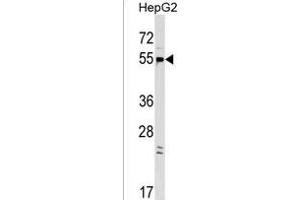 GPR22 Antibody (Center) (ABIN1537789 and ABIN2849173) western blot analysis in HepG2 cell line lysates (35 μg/lane). (GPR22 antibody  (AA 122-148))