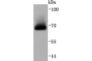 HeLa cell lysates probed with A-RAF (24D1) Monoclonal Antibody  at 1:1000 overnight at 4˚C.