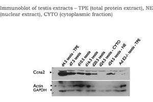 Ccna2 antibody - C-terminal region  validated by WB using testis (Cyclin A antibody  (C-Term))