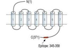 Representative domain view of the target of ABIN7042948.