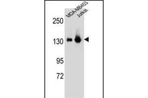SF3B3 Antibody (C-term) (ABIN656631 and ABIN2845876) western blot analysis in MDA-M,Jurkat cell line lysates (35 μg/lane). (SF3B3 antibody  (C-Term))