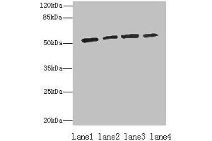 Western blot All lanes: ETNK1 antibody at 0. (Ethanolamine Kinase 1 antibody  (AA 90-258))