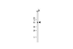 Anti-LYN Antibody (E46) at 1:1000 dilution + Raji whole cell lysate Lysates/proteins at 20 μg per lane. (LYN antibody  (N-Term))