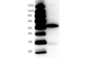 Western Blot of Rabbit Anti-Sheep IgG Peroxidase Conjugated Antibody Western Blot of Rabbit Anti-Sheep IgG Peroxidase Conjugated Antibody. (Rabbit anti-Sheep IgG (Heavy & Light Chain) Antibody (HRP))