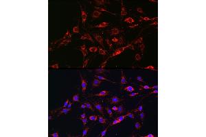Immunofluorescence analysis of C6 cells using [KO Validated] RA Rabbit pAb (ABIN3021646, ABIN3021647, ABIN3021648 and ABIN1513457) at dilution of 1:100 (40x lens). (RAB5 antibody  (AA 1-215))