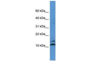 Image no. 1 for anti-Mago-Nashi Homolog (MAGOH) (AA 31-80) antibody (ABIN6746798) (MAGOH antibody  (AA 31-80))