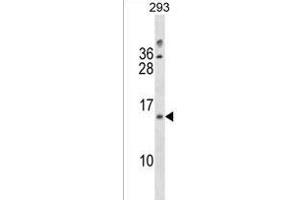 LIMS3/LIMS3L Antibody (Center) (ABIN1538216 and ABIN2850517) western blot analysis in 293 cell line lysates (35 μg/lane). (LIMS1 antibody  (AA 28-54))