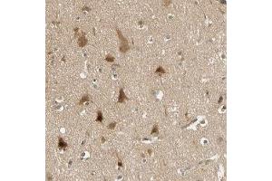 Immunohistochemical staining of human cerebral cortex with PDDC1 polyclonal antibody ( Cat # PAB28008 ) shows distinct cytoplasmic positivity in neurons at 1:10 - 1:20 dilution. (PDDC1 antibody)