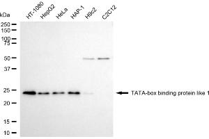 anti-TBP-Like 1 (TBPL1) antibody