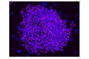 ICC/IF Image Immunofluorescence analysis of hESCs on CF1 feeders, using OCT3/4, antibody at 1:200 dilution. (OCT4 antibody)