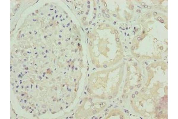 FBXO25 antibody  (AA 1-291)