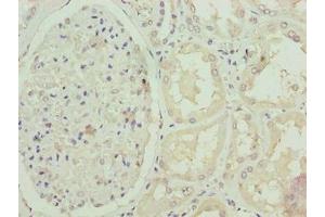 Immunohistochemistry of paraffin-embedded human kidney tissue using ABIN7152417 at dilution of 1:100