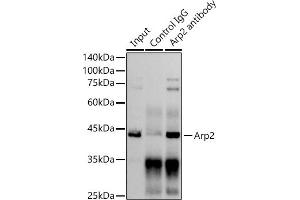 anti-Actin-Related Protein 2 (ACTR2) antibody