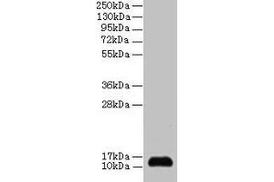Western blot All lanes: SNRPD2 antibody at 2 μg/mL + 293T whole cell lysate Secondary Goat polyclonal to rabbit IgG at 1/15000 dilution Predicted band size: 14, 13 kDa Observed band size: 14 kDa (SNRPD2 antibody  (AA 1-118))