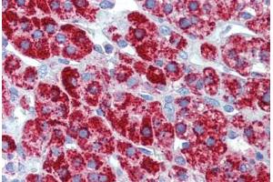 Human Adrenal (formalin-fixed, paraffin-embedded) stained with HSPD1 antibody ABIN462364 followed by biotinylated anti-mouse IgG secondary antibody ABIN481714, alkaline phosphatase-streptavidin and chromogen. (HSPD1 antibody)