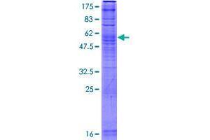 UBIAD1 Protein (AA 1-338) (GST tag)