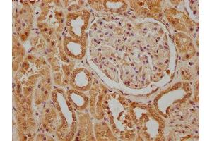 IHC image of ABIN7139851 diluted at 1:400 and staining in paraffin-embedded human kidney tissue performed on a Leica BondTM system. (PEN2 antibody  (AA 39-57))