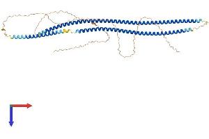 AlphaFold protein structure predicition of Mouse Recombinant Krt79 Protein, UniprotID Q8VED5 (Cytokeratin 79 Protein (AA 1-531) (His tag))