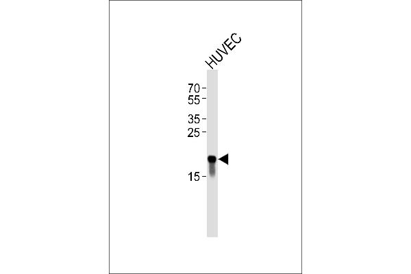 Claudin 3 antibody