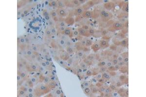Used in DAB staining on fromalin fixed paraffin- embedded Kidney tissue (LAMB2 antibody  (AA 1178-1311))