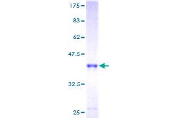 GFER Protein (AA 1-125) (GST tag)