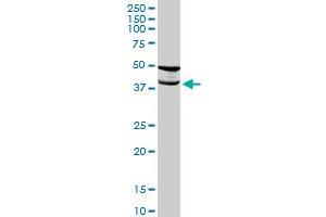TMOD2 MaxPab rabbit polyclonal antibody. (TMOD2 antibody  (AA 1-351))