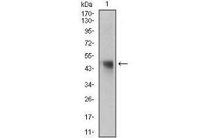 Western blot analysis using NAPSA mouse mAb against rat liver tissue lysate. (NAPSA antibody  (AA 20-158))