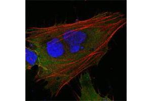 Confocal immunofluorescence analysis of HepG2 cells using MCL1 mouse mAb (green). (MCL-1 antibody)