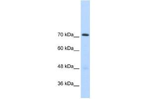 WB Suggested Anti-GTF2IRD1 Antibody Titration:  2. (GTF2IRD1 antibody  (C-Term))