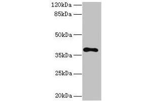 Western blot All lanes: TMEM59L antibody at 3 μg/mL + 293T whole cell lysate Secondary Goat polyclonal to rabbit IgG at 1/10000 dilution Predicted band size: 38 kDa Observed band size: 38 kDa (TMEM59L antibody  (AA 27-267))