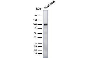 Western Blot Analysis of human Pancreas tissue lysate using GP2 Mouse Monoclonal Antibody (GP2/1712). (GP2 antibody  (AA 35-179))