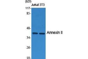 Western Blot (WB) analysis of specific cells using Annexin II Polyclonal Antibody. (Annexin A2 antibody  (Internal Region))
