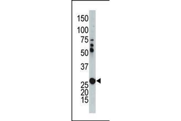 Adenylate Kinase 2 antibody  (N-Term)